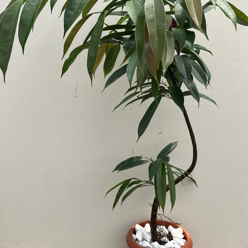 フィカス　アムステルダムキング　曲がり 観葉植物 フィカス アムステルダムキング 7号 曲り プラスチック