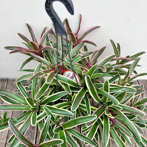 ネオレゲリア＊ファイヤーボール＊タンクブロメリア＊吊り鉢＊観葉植物