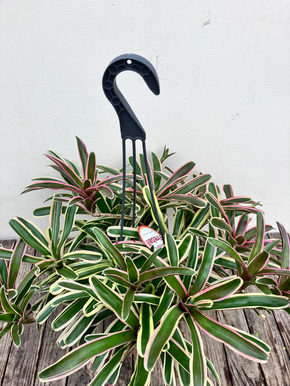 タンクブロメリア　インテリア　ネオレゲリア　アクメア　観葉植物　おしゃれ 楽天市場】ネオレゲリア 'スポッツアンドドッツ' (観葉植物