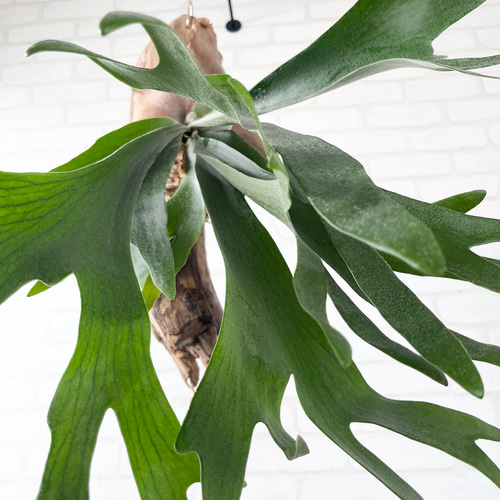 ビカクシダ コウモリラン 流木付け 観葉植物 ハンギンググリーン