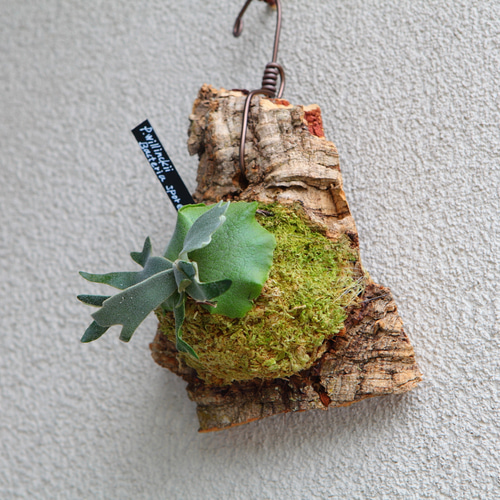 P.Willinckii Bacteria sporeling】ウィリンキー バクテリア No.F102