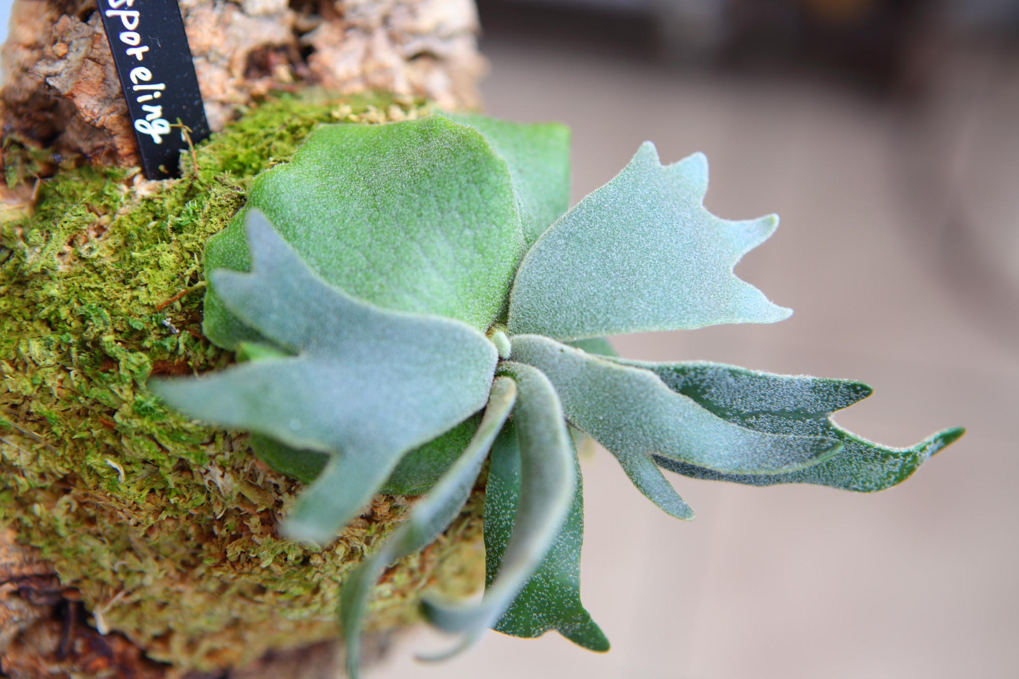 willinckii バクテリアpup Bacteria ニ株セット