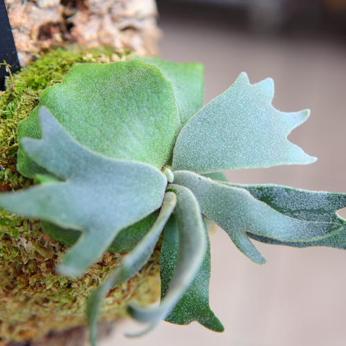 ビカクシダ P.willinckii Bacteria sporeling willinckii bacteria spore 子株 ビカクシダ dwarf