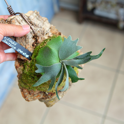 P.Willinckii Bacteria sporeling】ウィリンキー バクテリア No