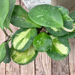 希少種ホヤ パキクラダ アルボ＊斑入り＊観葉植物＊レア品種＊ アート