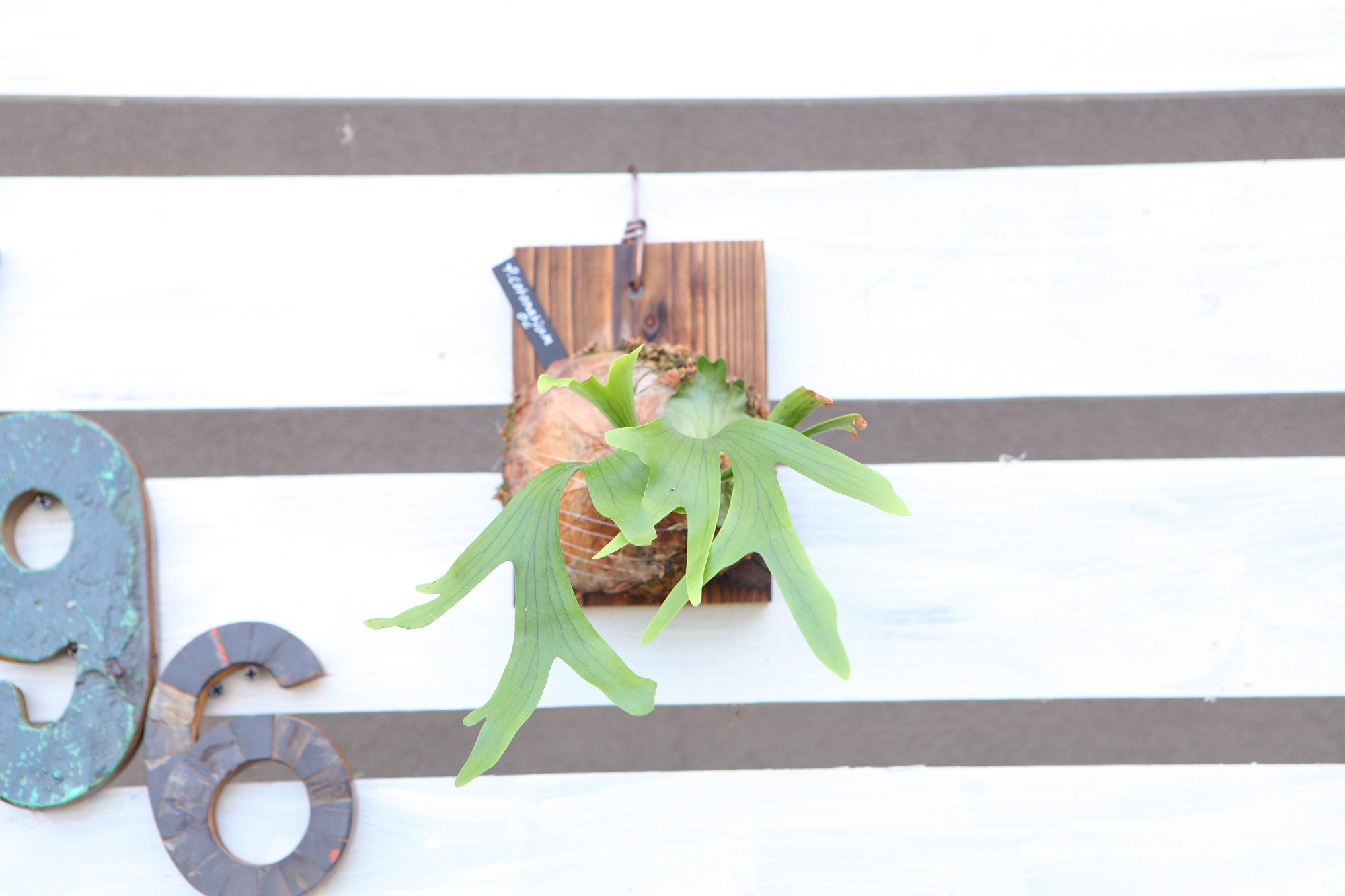 【P. coronarium OC】ビカクシダ・コロナリウム No.T104