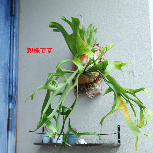 【タイ直輸入】P.Coronarium コロナリウム　ビカクシダ タイ直輸入】ビカクシダ コロナリウム シン ｜希少株｜Platycerium