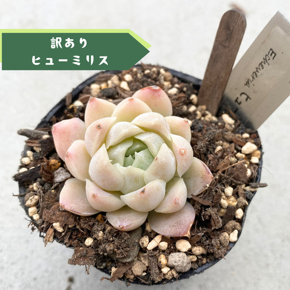 訳あり☆1苗【6cmポット/ヒューミリス】小苗 輸入苗 多肉植物