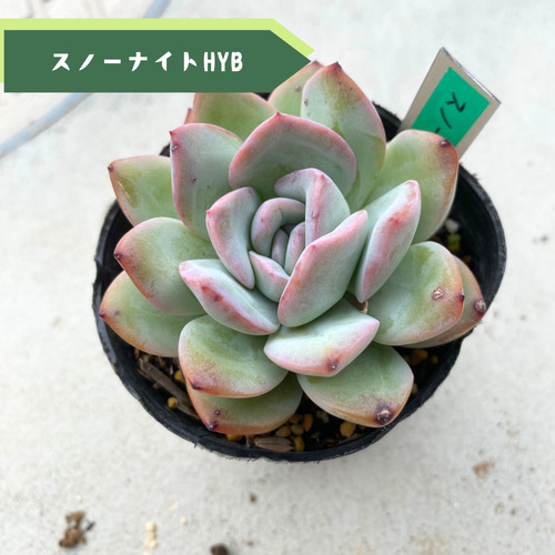 sale☆1苗【7.5cmポット/スノーナイトhyb）】中苗 輸入苗 多肉