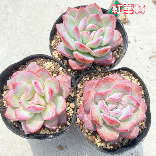 sale☆1苗【7.5cmポット/スノーナイトhyb）】中苗 輸入苗 多肉