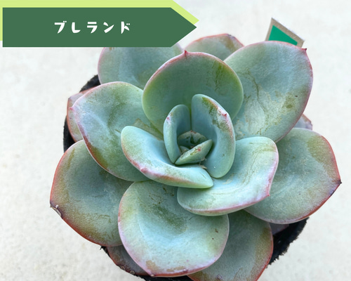 sale☆1苗【7.5cmポット/ブレランド】中苗 輸入苗 多肉植物 多肉