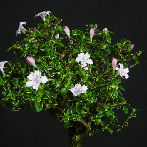 レア、切花品種　紅☆☆　小苗 ☆ENGEI ichioki☆紅鳥花・コウチョウカ・小品盆栽◇可愛らしい花が