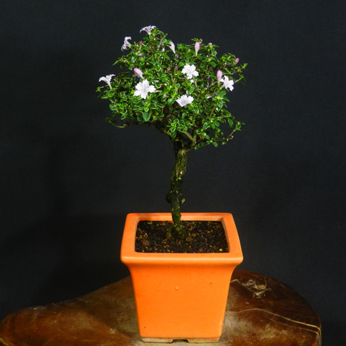 ☆ENGEI ichioki☆紅鳥花・コウチョウカ・小品盆栽◇可愛らしい花が