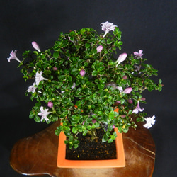 レア、切花品種　紅☆☆　小苗 10_000000007527.jpg?1719987734