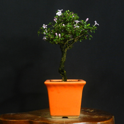 レア、切花品種 紅 小苗 レア、切花品種 紅 小苗 作品タイトルで選ぶ/Z