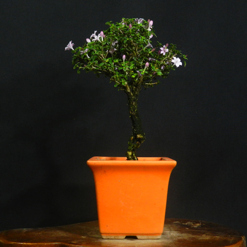 ☆ENGEI ichioki☆紅鳥花・コウチョウカ・小品盆栽◇可愛らしい花が