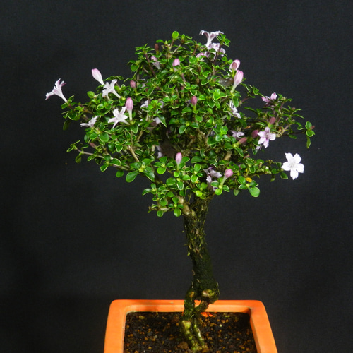 ☆ENGEI ichioki☆紅鳥花・コウチョウカ・小品盆栽◇可愛らしい花が