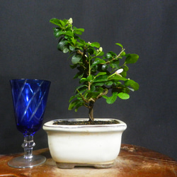 ☆三河黒松・小品盆栽・03☆可愛らしいミニ盆栽☆ アート