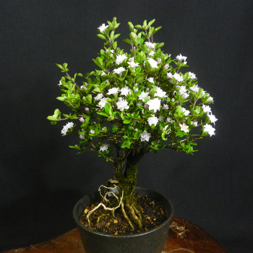 ☆ENGEI ichioki☆八重咲白鳥花・小品盆栽◇可愛らしい花が咲いてい