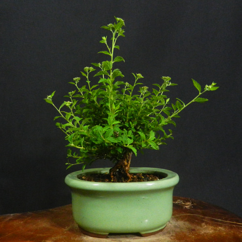 盆栽 太い株 山ツツジ自分でも自身ある1品です他にも古い株有りますよ 盆栽 ツクモドウダンツツジ 圧巻の極太幹 現品 送料無料 : 盆栽