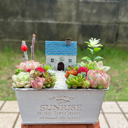 ☆送料無料☆♡そのまま飾れる♡お家ガーデン♬箱庭風多肉植物寄せ植え  