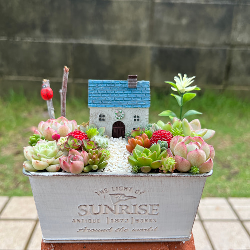 値下げしました♪♪★★箱庭風❤️★寄せ植え★このまま飾れます★多肉植物★★ 多肉植物 ♡そのまま飾れる寄せ植え♡箱庭風♬.*゜