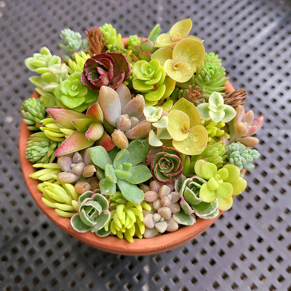 Blueberry様 多肉植物棚　GAI-WNS Blueberry様 多肉植物棚 GAI-WNS - メルカリ