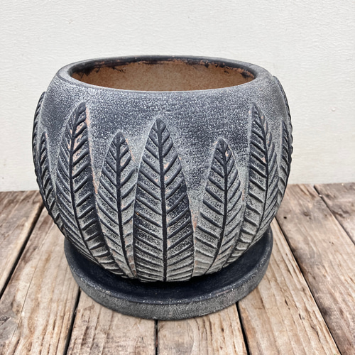 サンセットボール＊ネオレゲリア＊タンクブロメリア＊アナナス＊観葉