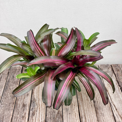 直立性☆ スギサキリウム スタンディングオベーション アート