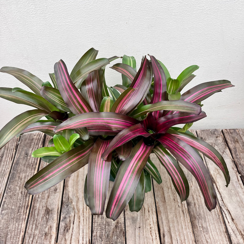 サンセットボール＊ネオレゲリア＊タンクブロメリア＊アナナス＊観葉