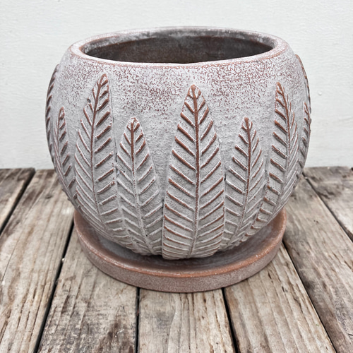 サンセットボール＊ネオレゲリア＊タンクブロメリア＊アナナス＊観葉