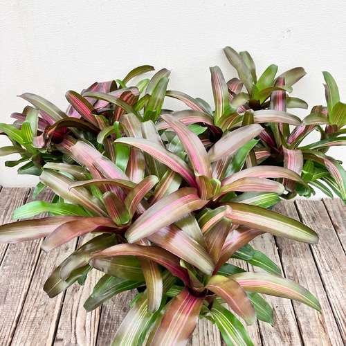 サンセットボール＊ネオレゲリア＊タンクブロメリア＊アナナス＊観葉