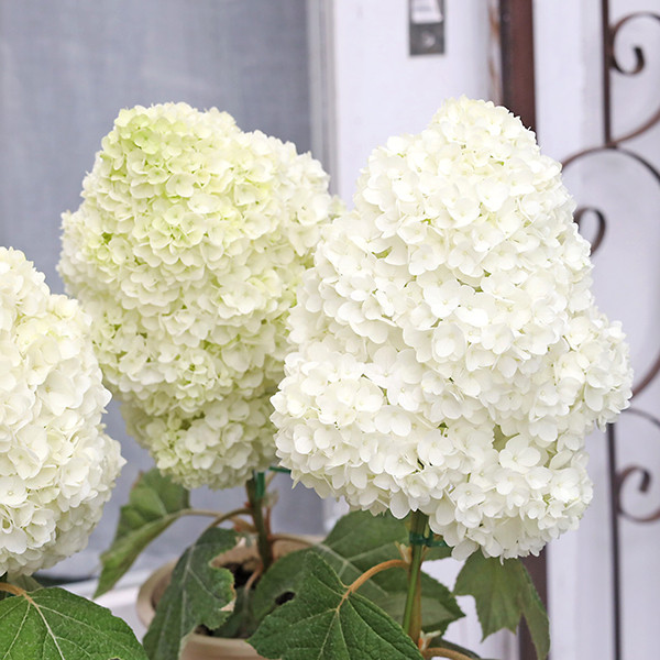 完売　　【クリスマス花材】セピア色/カシワバアジサイ/紫陽花/百合の花殻/椿の実 楽天市場】庭木苗・植木：カシワバアジサイ（紫陽花） *(かしわ