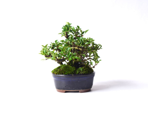 年に何度も開花】株立赤花長寿梅 no.161 盆栽 盆栽 盆栽やす 通販
