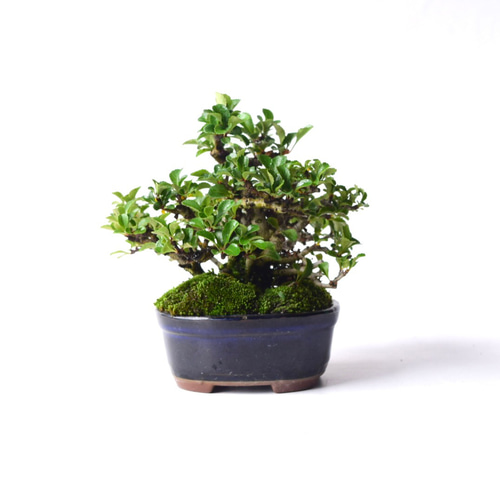 年に何度も開花】株立赤花長寿梅 no.161 盆栽 盆栽 盆栽やす 通販
