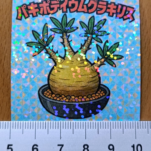 パキポディウムグラキリス ビックリマン風ステッカー その他素材 FYI