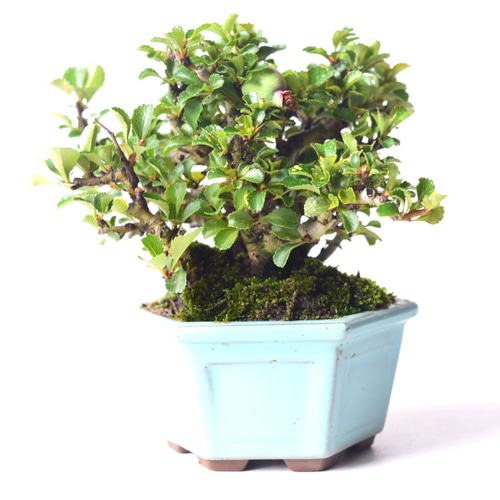 年に何度も開花】株立赤花長寿梅 no.163 盆栽 盆栽 盆栽やす 通販