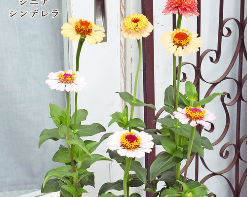 花苗 ジニア シンデレラ ライラック ピーチ 3号 高性種 百日草 ピンク