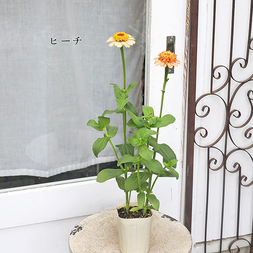 ジニア・百日草 ちびっこ苗 いちごミルクカラー 晩秋までお花が咲き