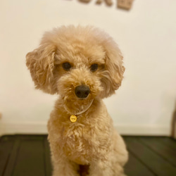 【全9色】＼着画レビューキャンペーン中♩／ 15mmの迷子札付　柔らかコードを使用した犬用チョーカー 2枚目の画像