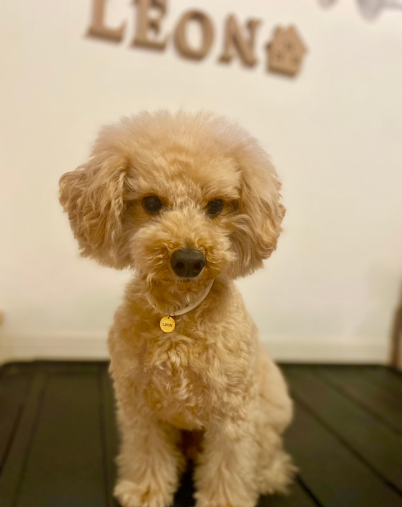 【全9色】＼着画レビューキャンペーン中♩／ 15mmの迷子札付　柔らかコードを使用した犬用チョーカー 2枚目の画像