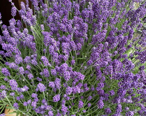 開花中♥ラベンダー　キューデラ アンティークパープル♥人気品種♥花苗ポットごと 開花中♥ラベンダー キューデラ アンティークパープル♥人気品種