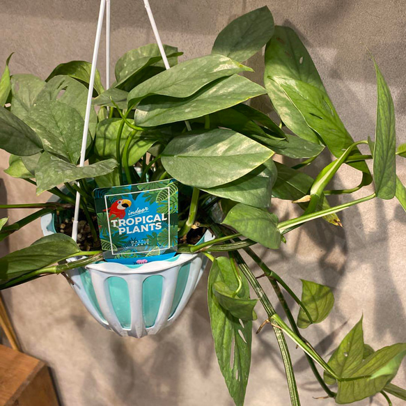 ロング❗️エピプレムナム❤️ピナツム セブブルー 5号吊り鉢