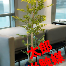 光触媒　人工観葉植物　ウォールグリーン　フェイクグリーン　ゴールデンリーフ601 光触媒 人工観葉植物 ウォールグリーン フェイクグリーン