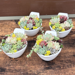 多肉植物の寄せ植え♡陶器のちまちま寄せセット♡ルビネ3本オマケ オーダー承ります 多肉植物寄せ植え ちまちま寄せ 多肉植物