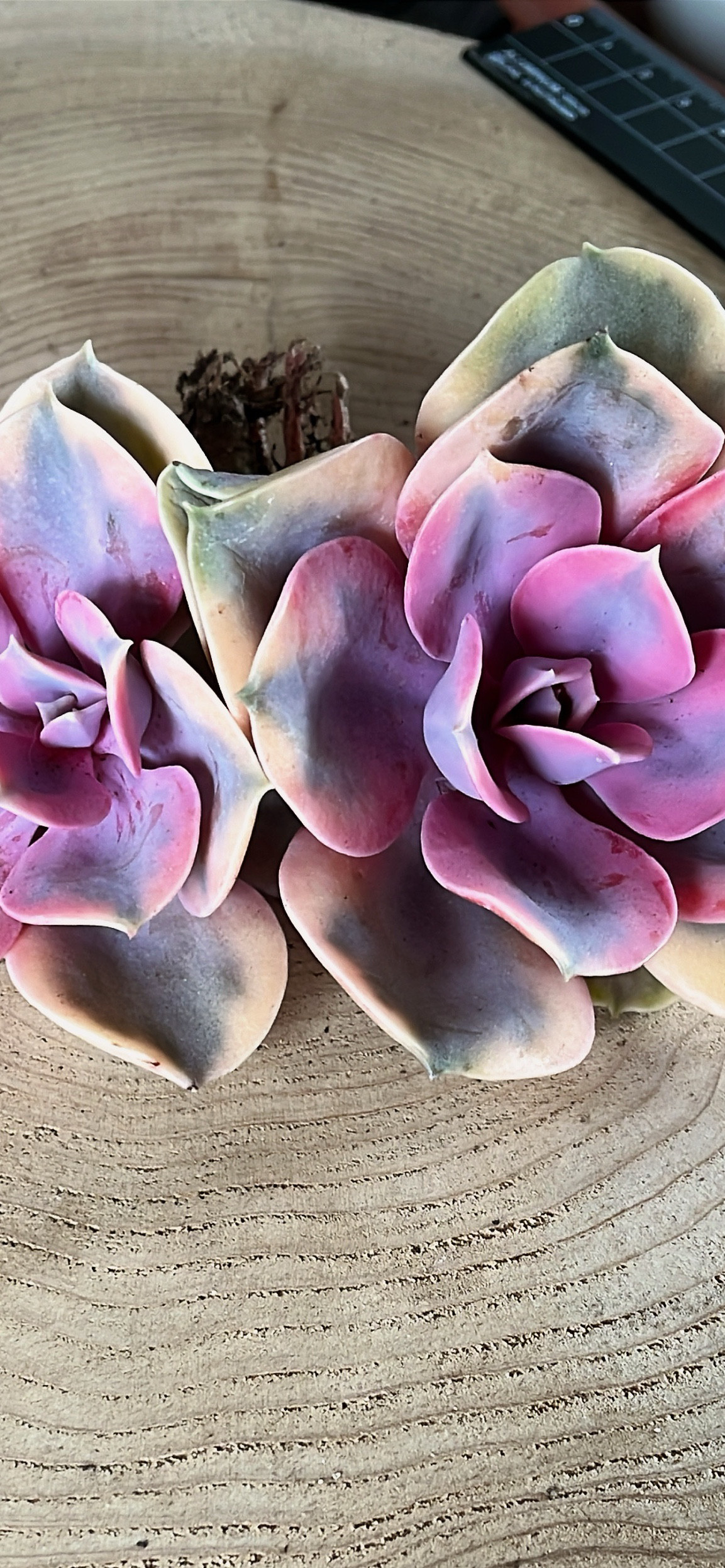 専用‼︎多肉植物^o^ キャンディグレープ錦 22a5e95f46c71e3ca642065203e0b3