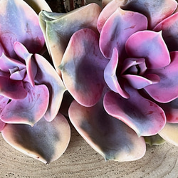 多肉植物 虹のキャンディ錦 多肉植物 Obesa 通販 19367278｜Creema