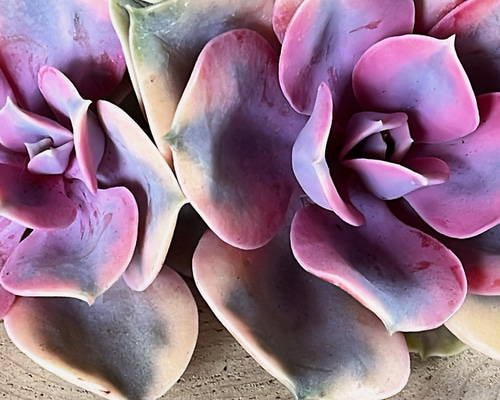 多肉植物 虹のキャンディ錦 多肉植物 Obesa 通販 19367278｜Creema