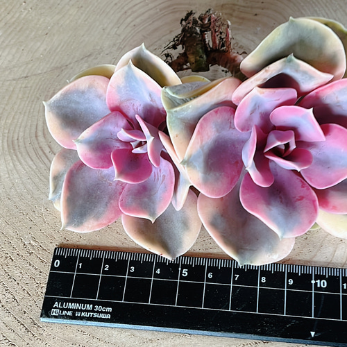 多肉植物 虹のキャンディ錦 多肉植物 Obesa 通販 19367278
