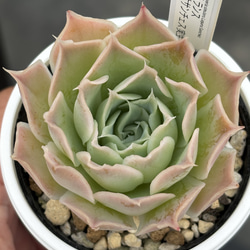 多肉植物　淡雪綴化（ツヅリカ） ☆淡雪 多肉植物 自家栽培 国産 多肉植物 美✴︎taniku 通販